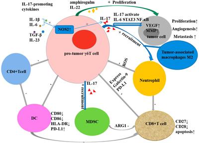 Biological characteristics of γδT cells and application in tumor immunotherapy